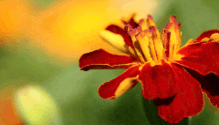 GIF maker effect demo with fading flower images